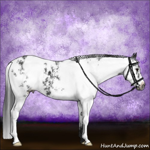 Horse Color:Gray Black Sabino Appaloosa 