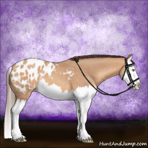 Horse Color:Amber Champagne Splash Appaloosa