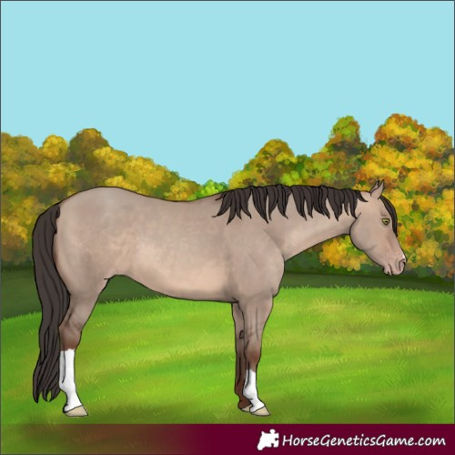 Horse Color:Sable Champagne Dun 