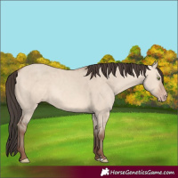 Horse Color:Amber Champagne Dun 