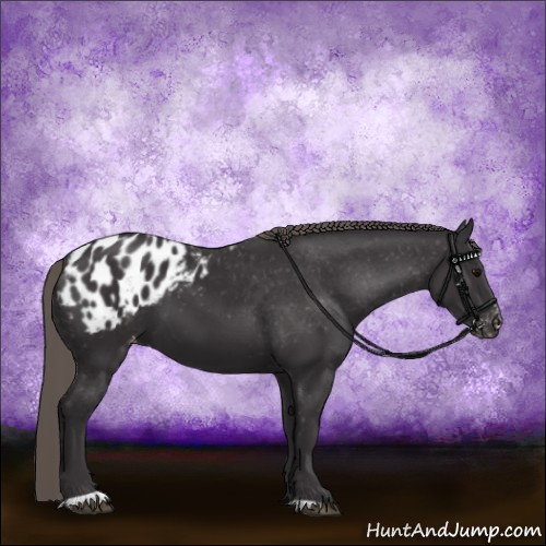Horse Color:Smoky Black Sabino Appaloosa 