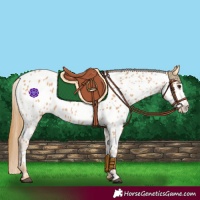 Horse Color:Chestnut Near Leopard 
