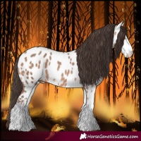 Horse Color:Amber Champagne Sabino Near Leopard 