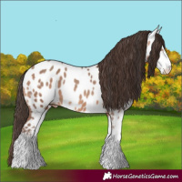 Horse Color:Amber Champagne Sabino Near Leopard 