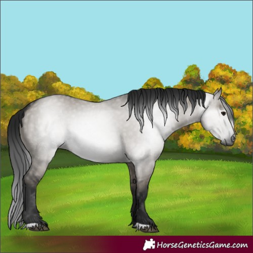 Horse Color:Gray Grullo