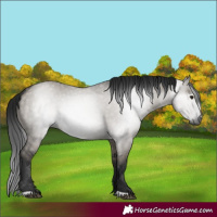 Horse Color:Gray Grullo