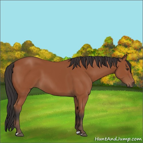 Horse Color:Bay 