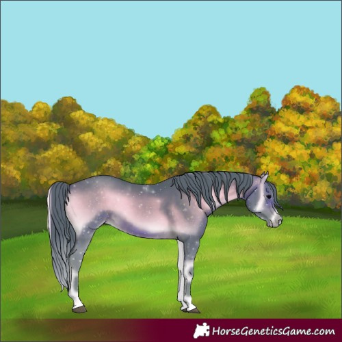 Horse Color:Watercolor Chocolate Bay Onyx 