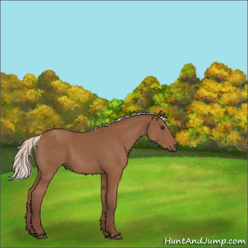 Horse Color:Silver Bay 