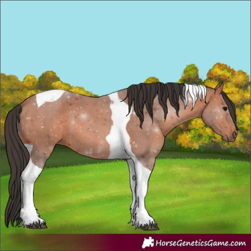 Horse Color:Bay Tobiano