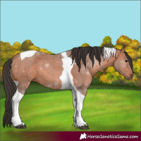 Horse Color:Bay Tobiano 