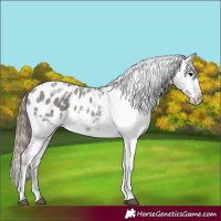 Horse Color:Grullo Ice Appaloosa 