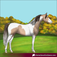 Horse Color:Amber Champagne Tobiano