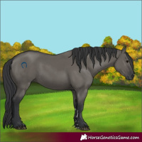 Horse Color:Grullo