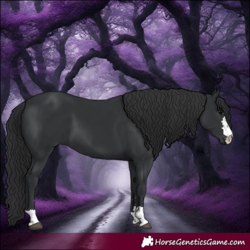 Horse Color:Black 