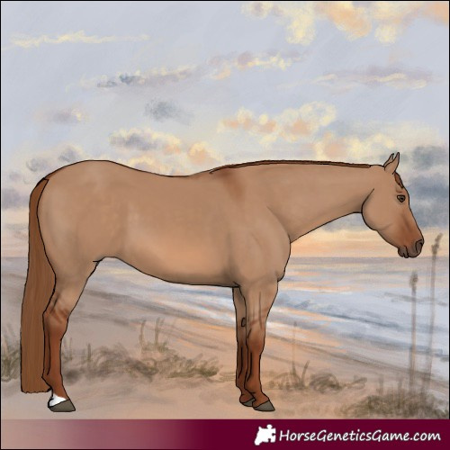 Horse Color:Red Dun 