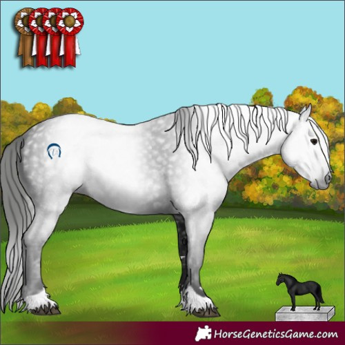 Horse Color:Gray Black 