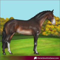 Horse Color:Brown Sabino 