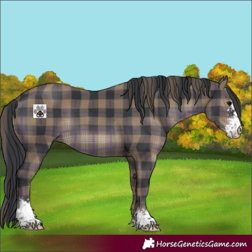 Horse Color:Plaid  Black Sabino 