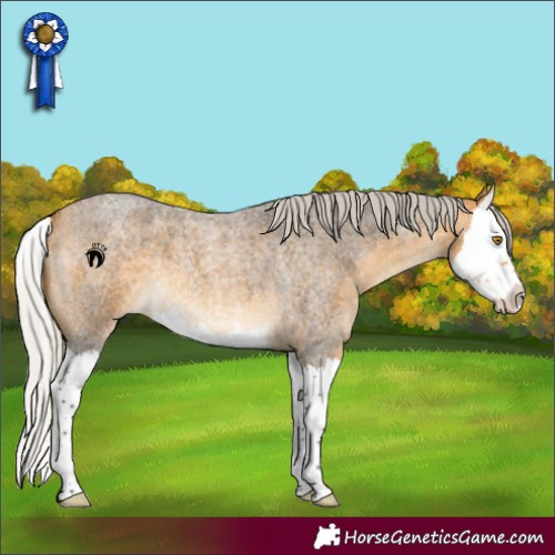 Horse Color:Silver Buckskin Roan Splash 