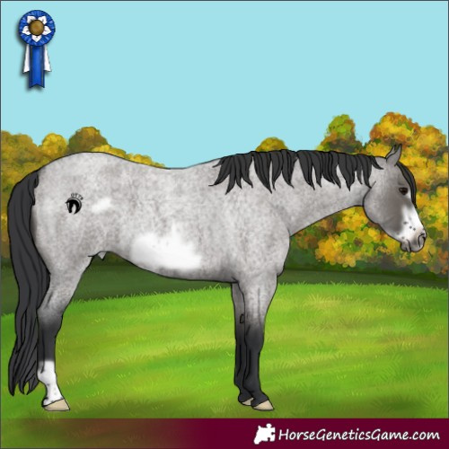 Horse Color:Grullo Roan Frame 