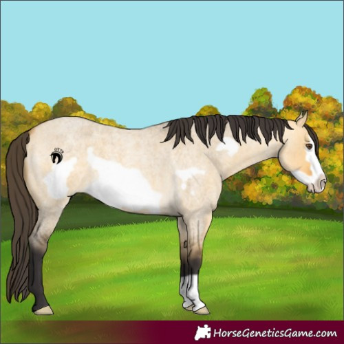 Horse Color:Buckskin Roan Dun Frame 