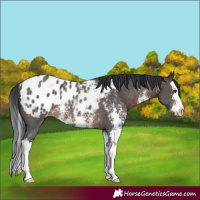 Horse Color:Brown Sabino Splash Appaloosa Rabicano 