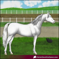 Horse Color:Cremello Dun Splash Appaloosa  and Gray Cremello Dun Splash Appaloosa 