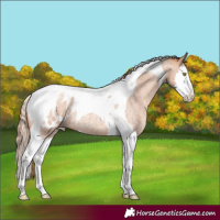 Horse Color:Gold Champagne Roan Splash Tobiano Appaloosa 