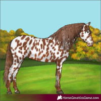 Horse Color:Chestnut Appaloosa 