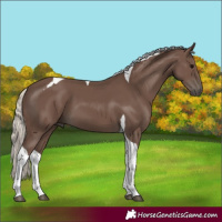Horse Color:Silver Black Tobiano 
