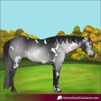 Horse Color:Gray White Spotted Smoky Black