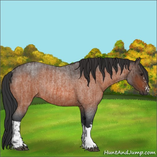 Horse Color:Unknown 