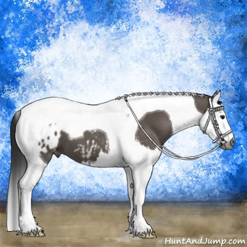 Horse Color:Gray Grullo Splash Tobiano Appaloosa 