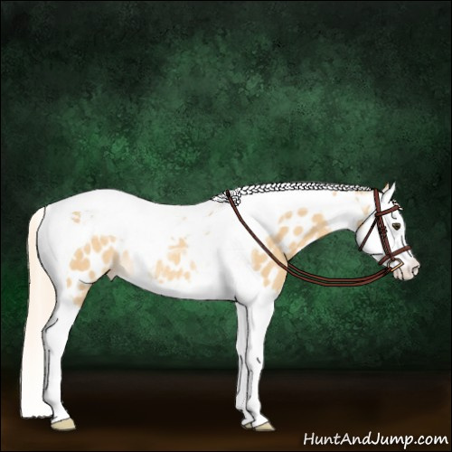 Horse Color:Palomino Dun Splash Tobiano Appaloosa Rabicano 
