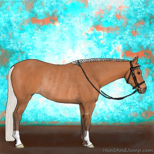 Horse Color:Silver Bay Rabicano 