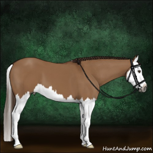 Horse Color:Gray Red Dun Splash 