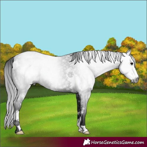 Horse Color:Gray Black Sabino