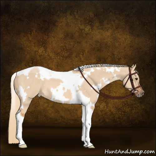 Horse Color:White Spotted Red Dun Tobiano 