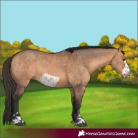 Horse Color:Bay Dun  and Bay Dun Frame 
