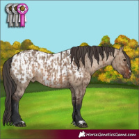 Horse Color:Brown Dun  and Brown Dun Appaloosa 