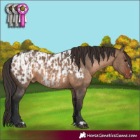 Horse Color:Brown Dun  and Brown Dun Appaloosa 