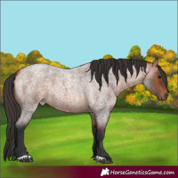 Horse Color:Bay Roan 