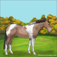 Horse Color:Classic Champagne Tobiano 