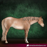 Horse Color:Liver Chestnut Pearl Rabicano