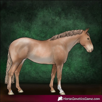Horse Color:Liver Chestnut Pearl Rabicano