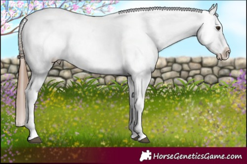 Horse Color:Chestnut Sabino Snowflake Varnish 