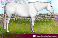 Horse Color:Chestnut Sabino Snowflake Varnish 
