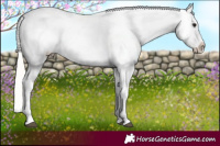 Horse Color:Silver Bay Sabino Appaloosa 