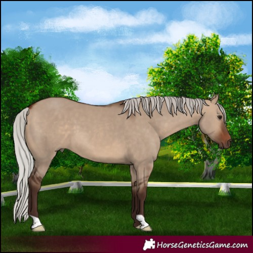Horse Color:Silver Brown Dun 